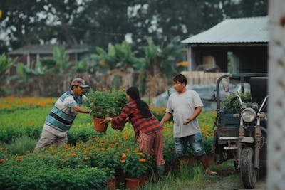 Jardinage et bricolage : réalisez vos projets en toute simplicité